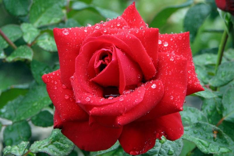 Hearts_in_ua_Moldavanov_Mykola_rose.JPG